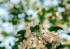 뇌 건강, 일상 속 작은 변화로 지키자…한국인 맞춤 실천법 주목 Sunlit white apple blossoms against a blurred green background.