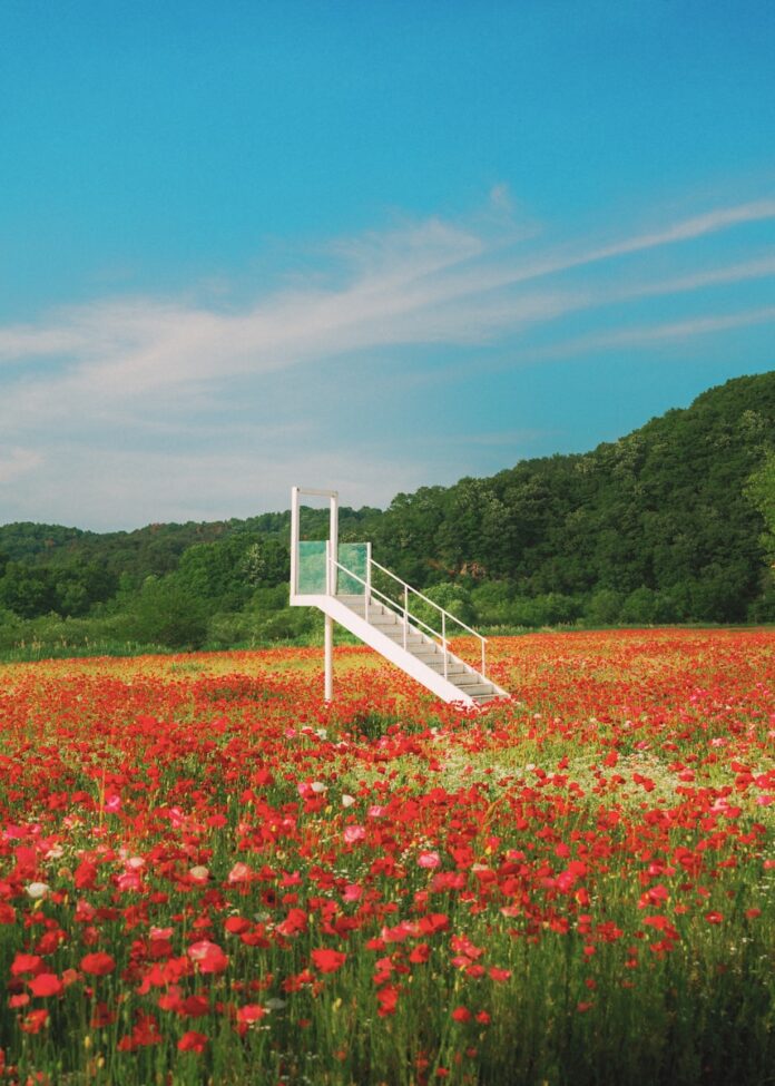 Photo by Seongjin Park White staircase in a vibrant field of red poppies.